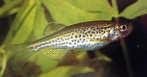 leopar-danio.jpg