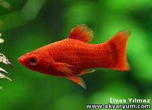 Platy