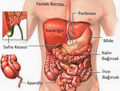 Apandist ne tarafta yer alır