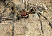 Brezilyalı Gezgin Örümcek