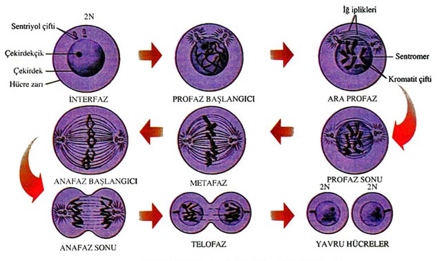 Mitoz Bölünmenin aşamaları