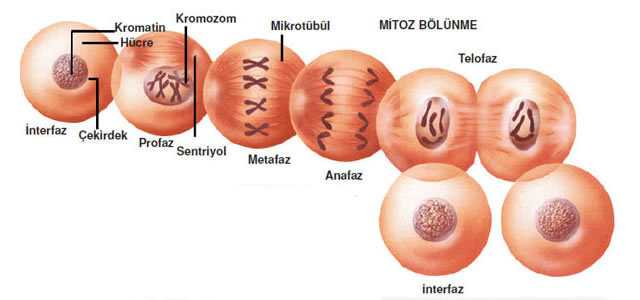 Mitoz bölünmenin evreleri