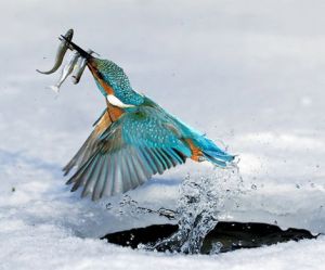 Almanya'daki Hessen Nehri Donduğunda, Kuşların Balık Avı