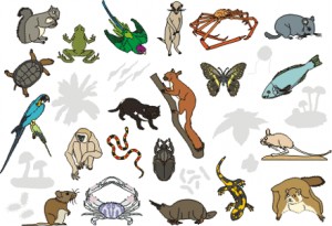 Hayvan özellikleri, hayvanların özellikleri nelerdir?