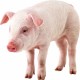 Dinimizde domuz eti niçin haram kılınmıştır?