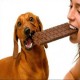 Köpekler Çikolata Yerse Neden Ölür?