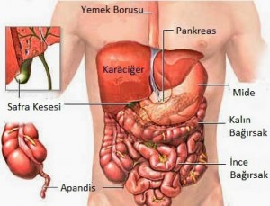 Apandist Nerde Olur, Apandist Nerede Bulunur, Apandist hangi tarafta