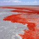 Tuz Gölü, kan gölüne döndü!