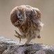 Komik Baykuş Resimleri, Funny Owl Pictures