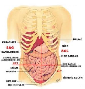 Vücutta organların yeri, organların yerleri ve görevleri
