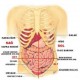 Vücutta organların yeri, organların yerleri ve görevleri