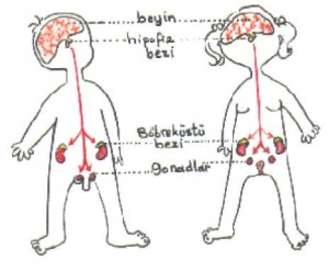 Gelişimi Etkileneyen Faktörler