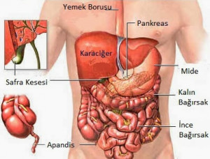 Apandis nerede bulunur, Apandisit nedir ve nasıl anlaşılır?